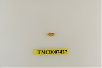 藏品(拉氏清溪蟹)的圖片